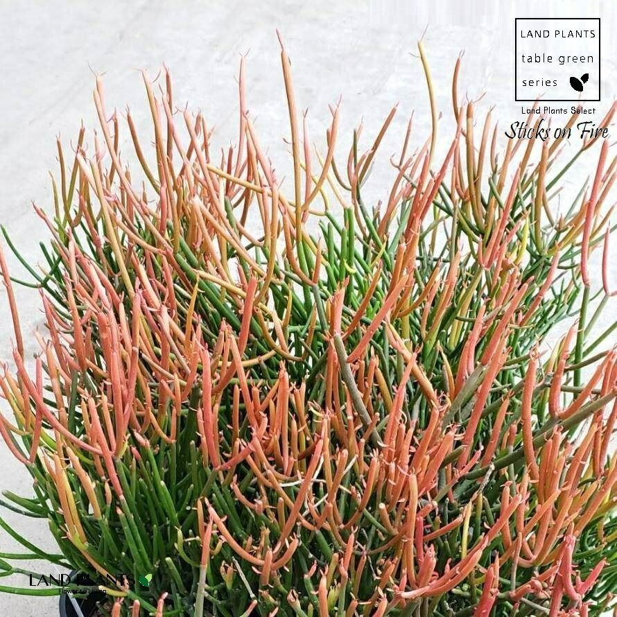 10カット】レアセダム『斑入りモリムラマンネングサ』根なし 2㌢位の長