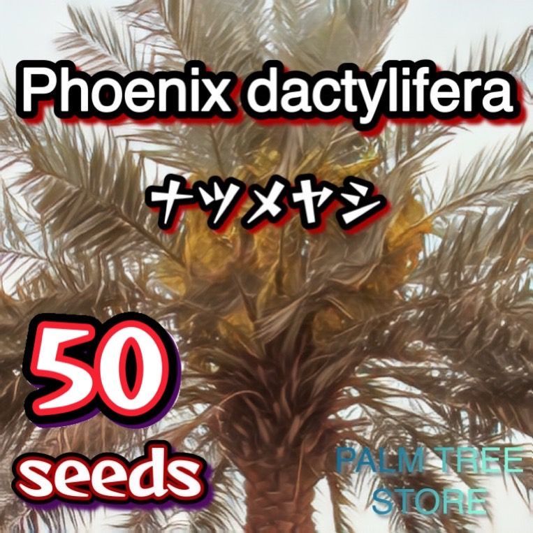 種】50粒 Phoenix dactylifera ナツメヤシ - メルカリ