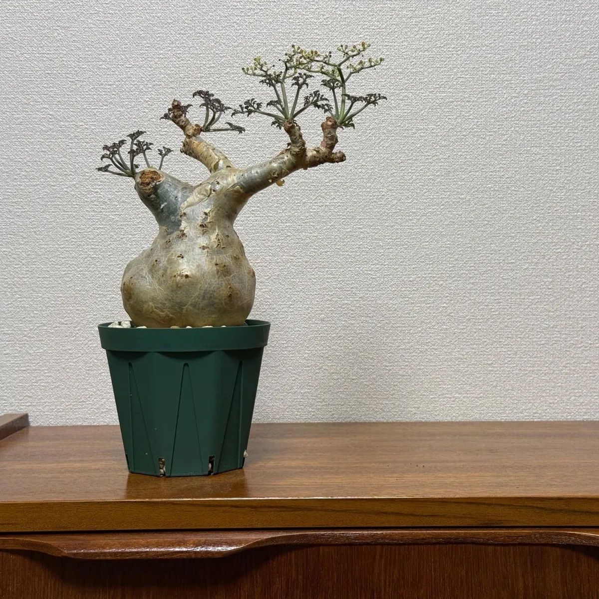 キフォステンマ ベティフォルメ ソマリア 現地球 発根済