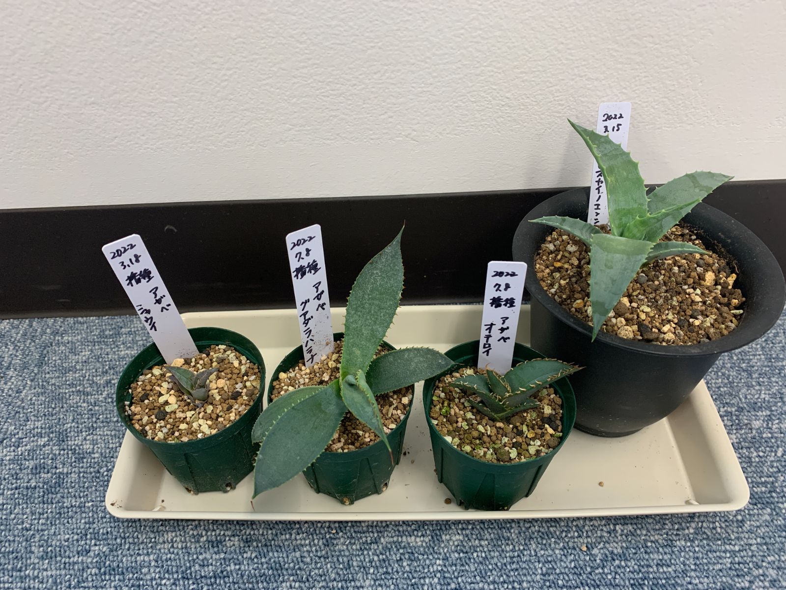 新品即決 アガベ 4種4株① 植物/観葉植物 - jiujitsutimes.com