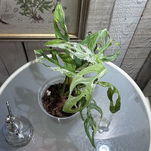 観葉植物