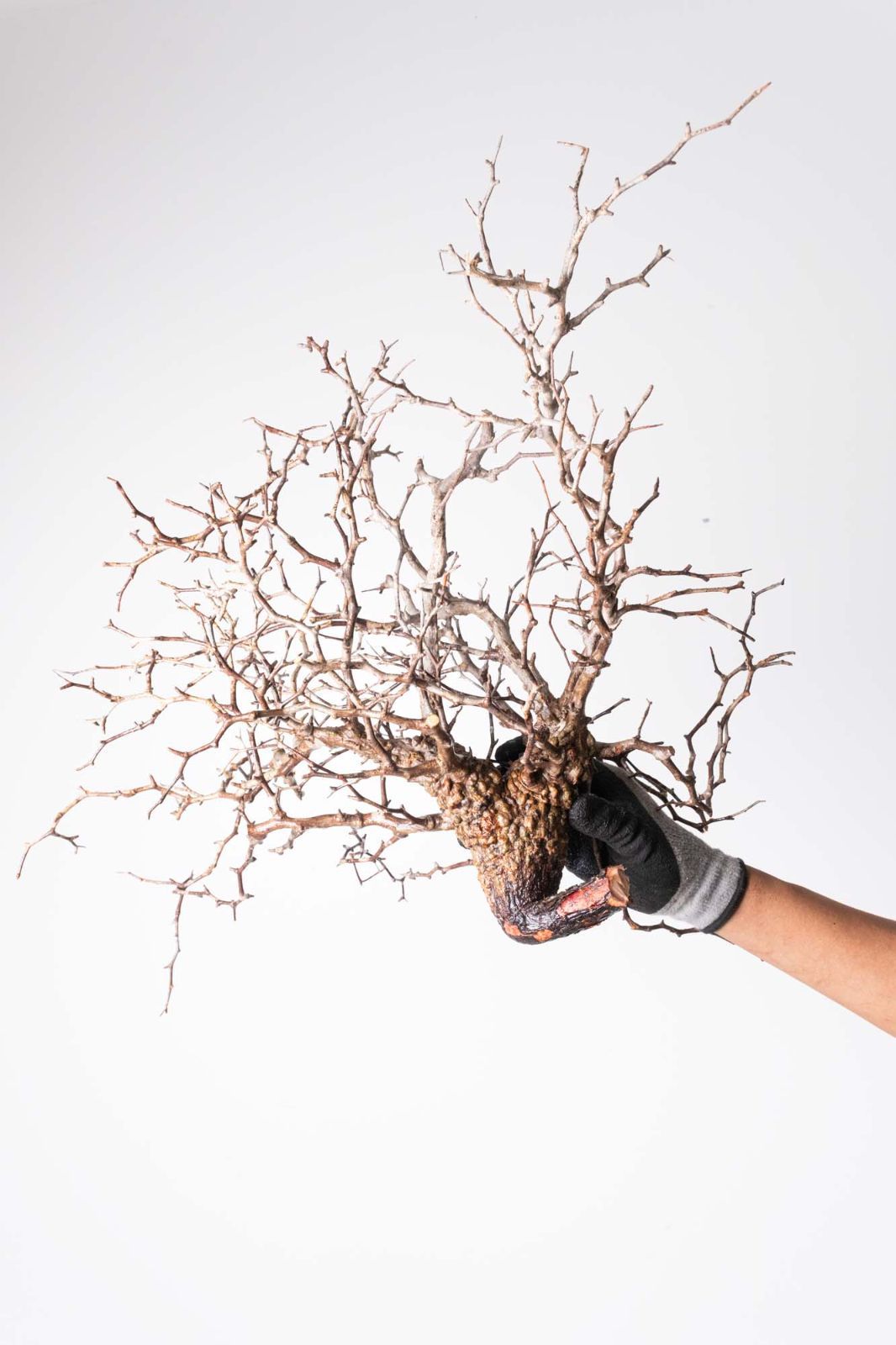 KP107 オペルクリカリア パキプス コーデックス ベアルート株　枝カット済み KP107 オペルクリカリア パキプス コーデックス ベアルート株 枝カット