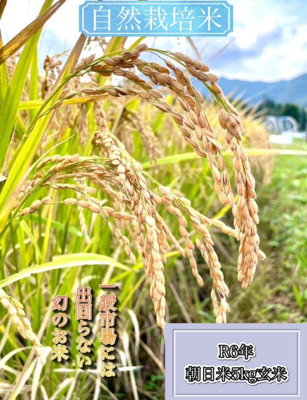 ニャンゴロー イセヒカリ 5kg 玄米 2024 玄米王2025 | 株式会社Replow