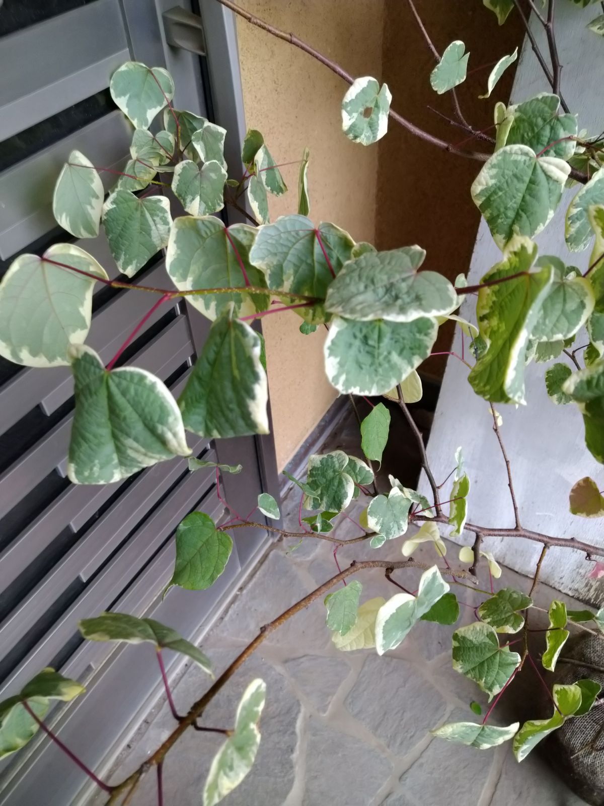 マルバノキ恵那錦2本立ち