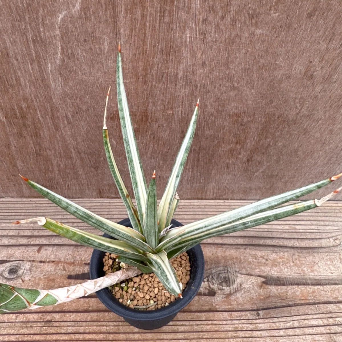 サンセベリア フランシシー 斑入② Sansevieria francisi variegated サンスベリア フランシー 斑入り バリエガタ 現品  観葉植物 観葉 植物 珍奇植物 珍奇 珍しい レア 希少 インテリア プレゼント 空気清浄 マイナスイオン - メルカリ