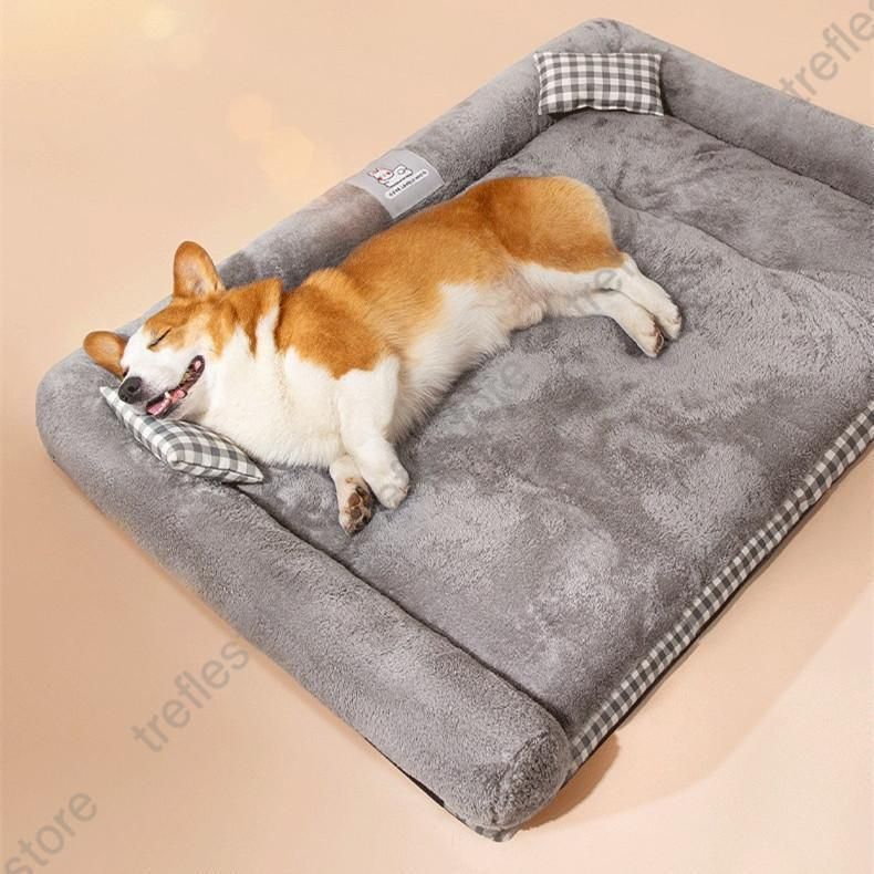 高齢犬