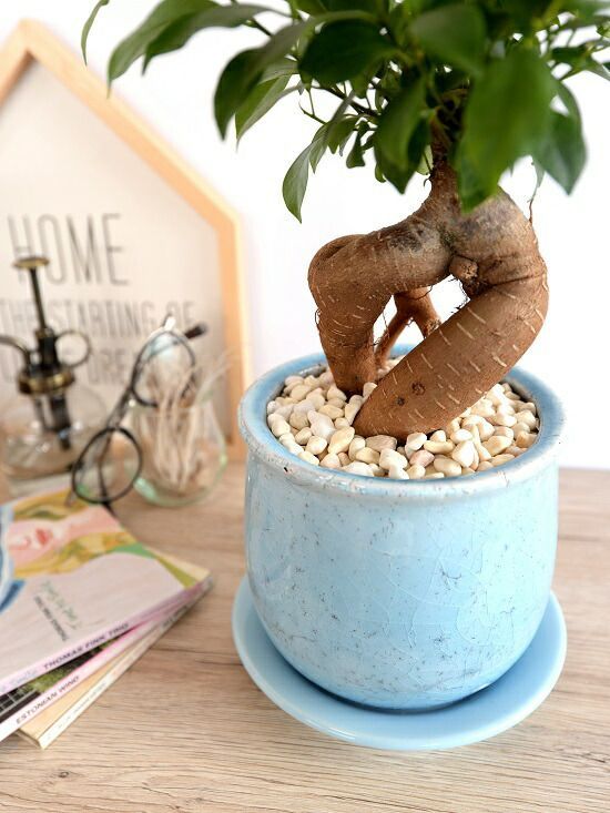 宝石のような観葉植物のお店 【Jewelry Plant】 ガジュマル ミニ グレーマーブル陶器鉢 4号 ピンク石付 ラッピング無料 ソーサー付  送料無料 – Jewelry Plant online ガジュマル 観葉植物 ひび割れ陶器鉢 20cm