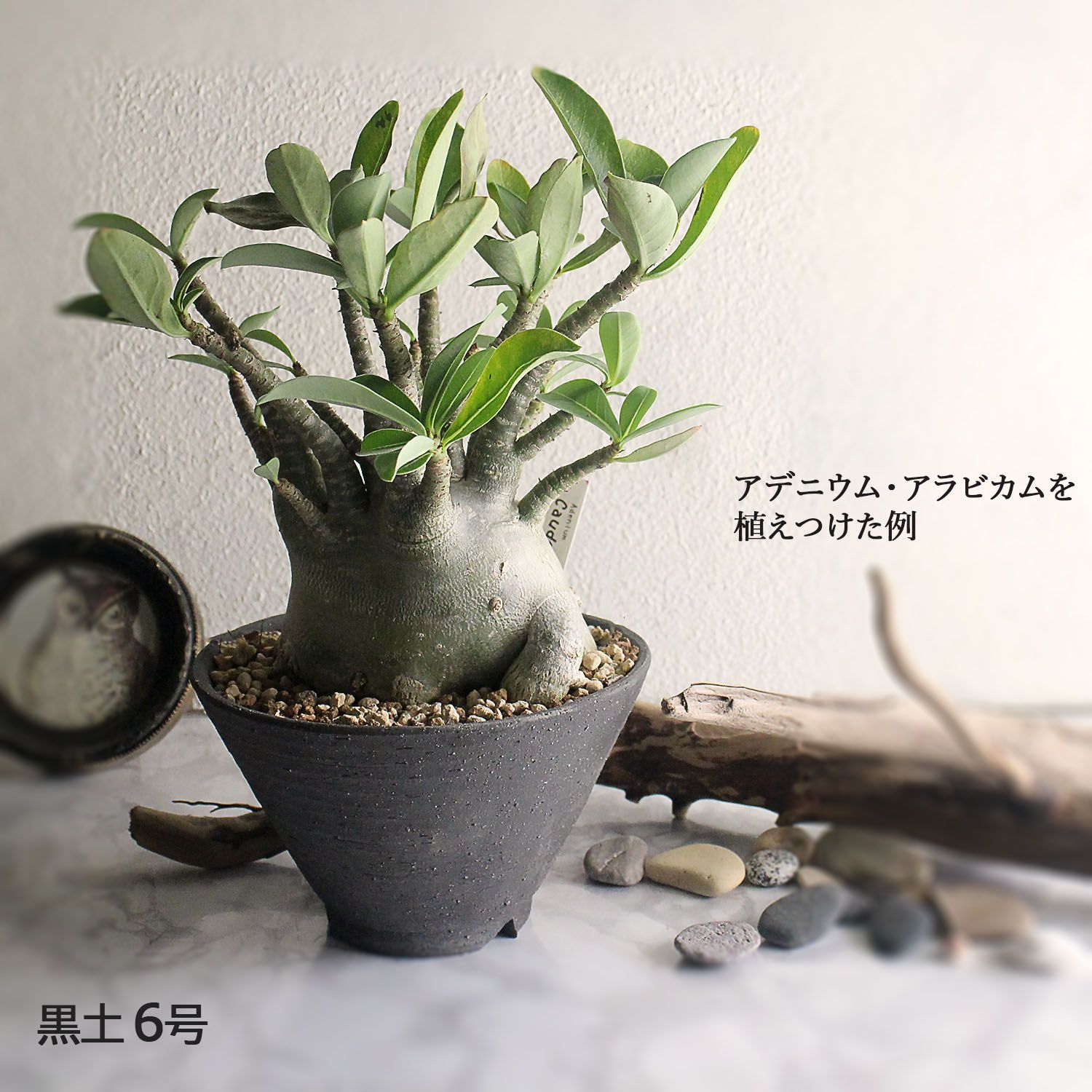 未使用】盆栽鉢 丸反型 6号 美濃焼 灰釉 黒土 古陶縄文 3色 丸