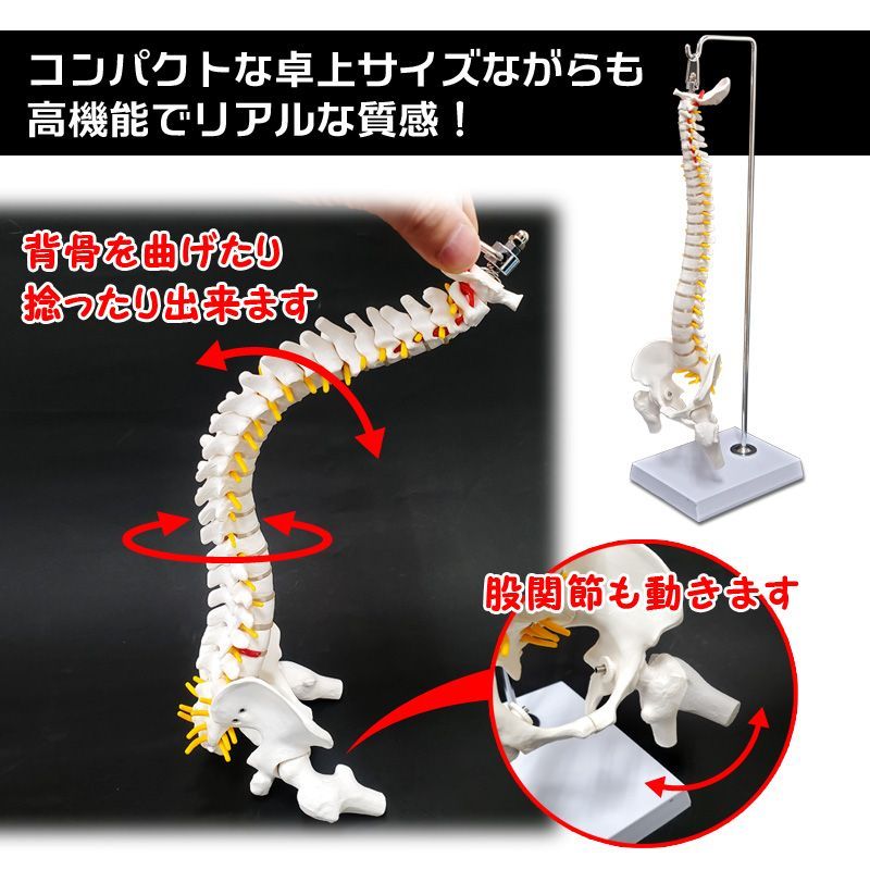 人体模型 脊椎骨盤模型 骨脊椎 せきつい 股関節あり 45cm 1/2サイズ 