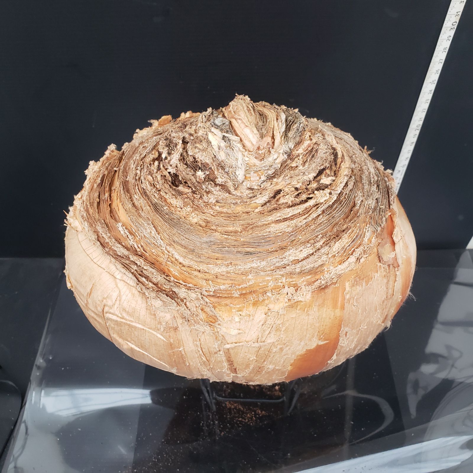 ハエマンソイデス ML