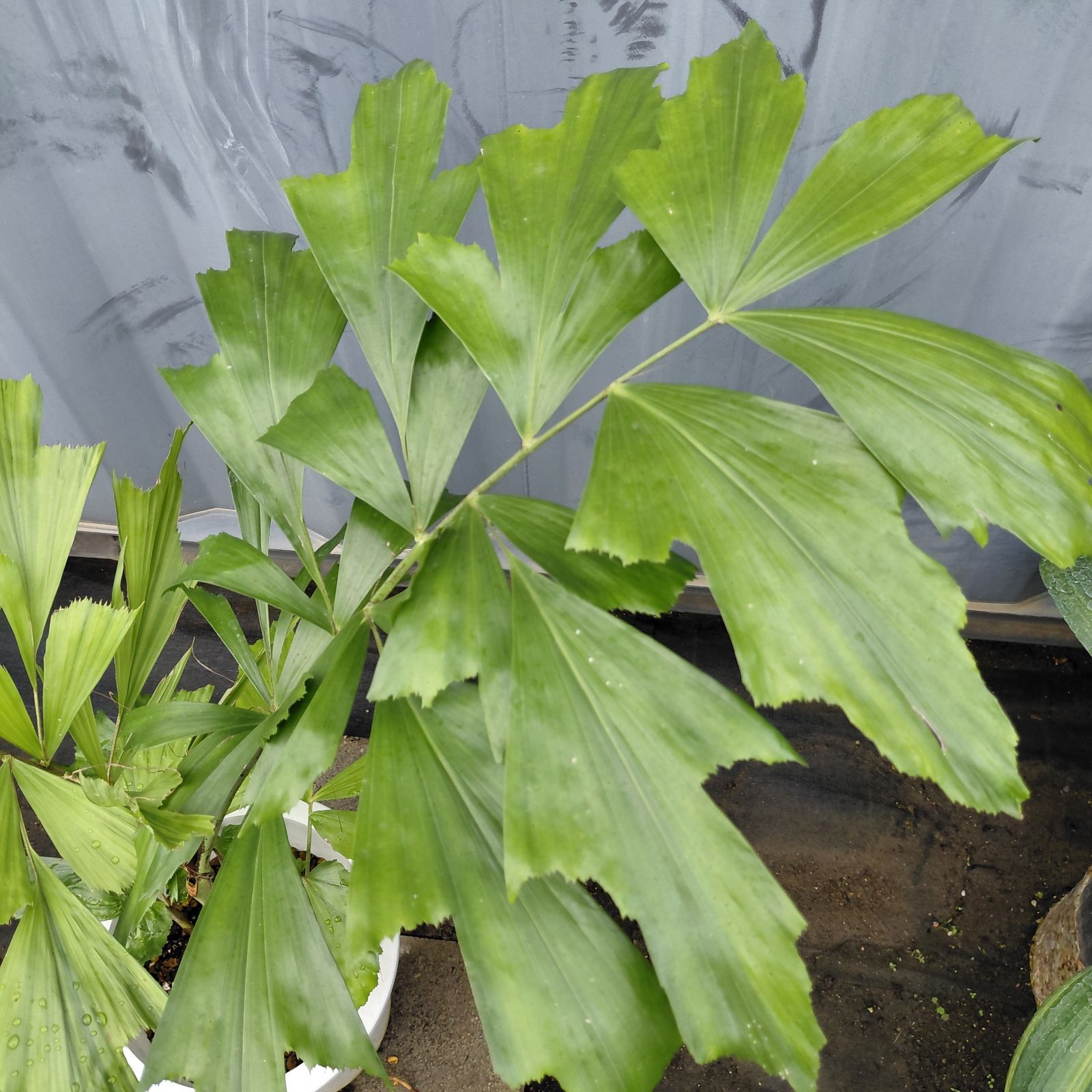 現品 クジャクヤシ