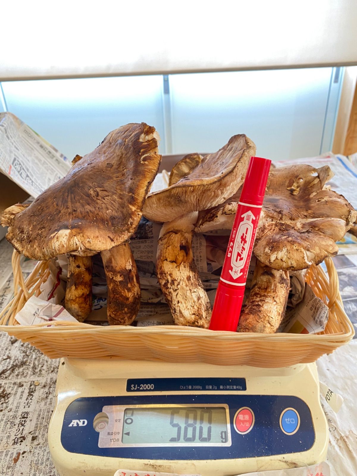 国産松茸ご家庭用500g！！今朝採れたて！！ - メルカリ