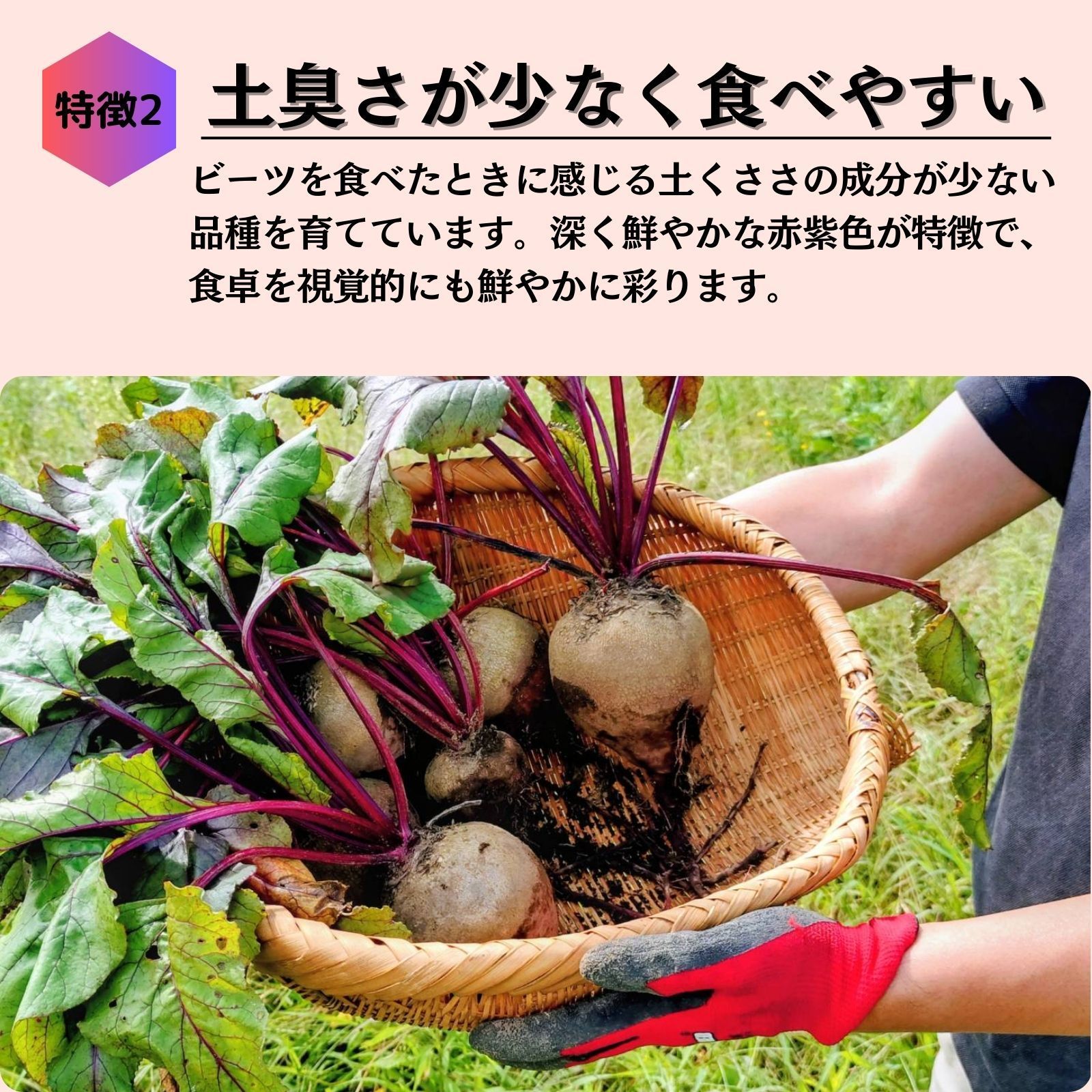 ビーツ 野菜 5kg fresh beetroot 【オメガ3】 ? 生ビーツ野菜 ビート 
