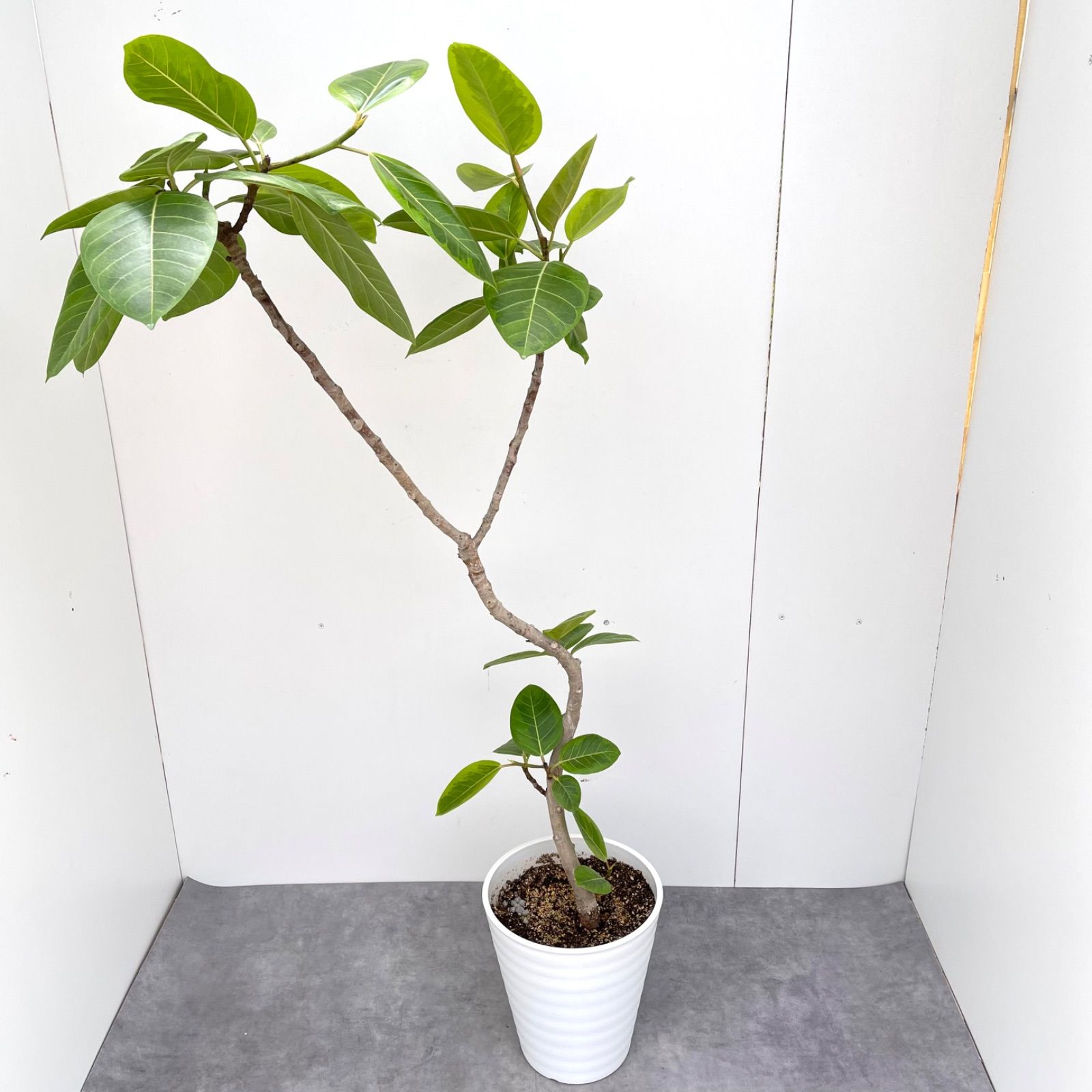 幹太 上質な個体 フィカス アルテシマ 観葉植物 大型 室内 【公式通販】