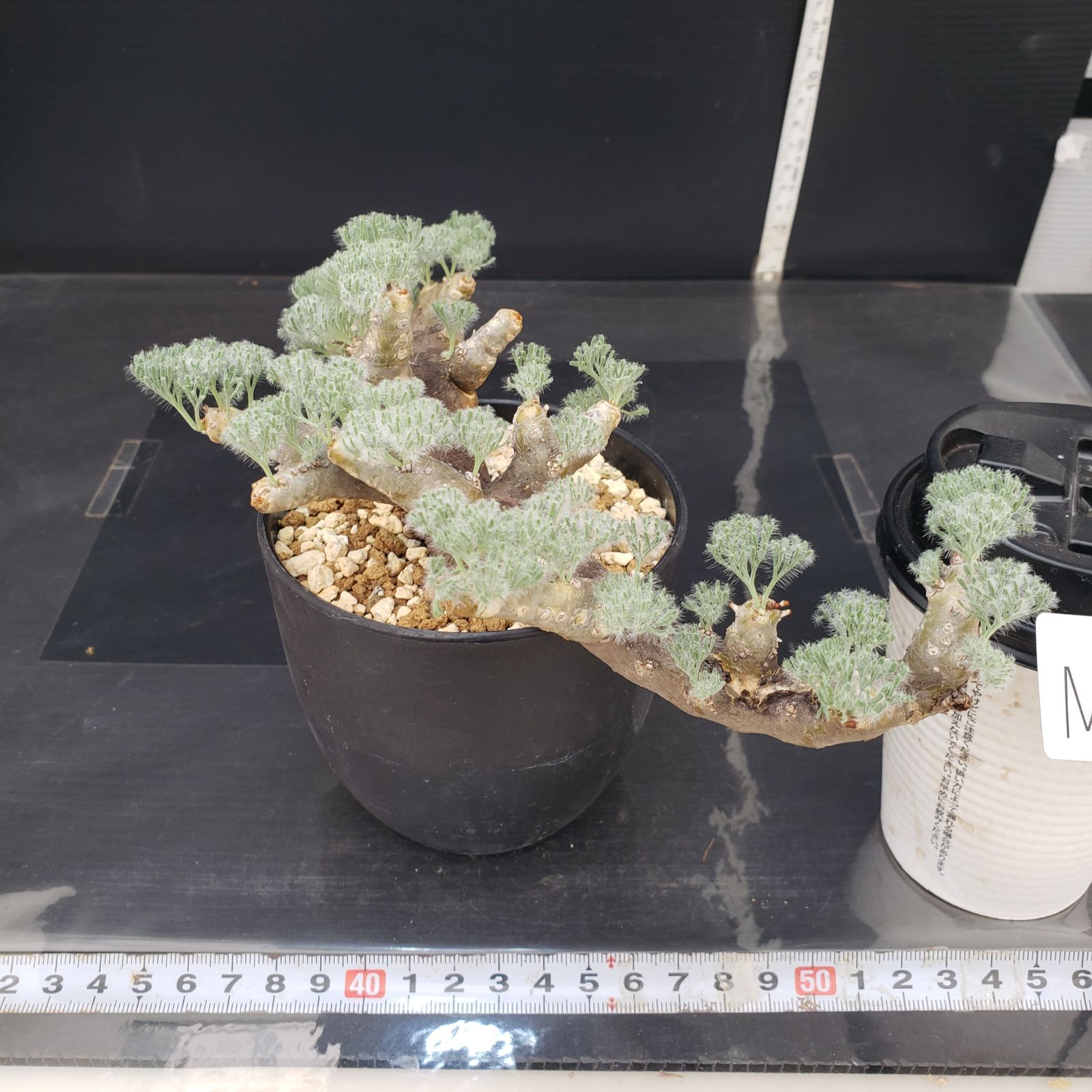 カ*ン様 モンソニア ムルチフィダ現地球 大株 発根済み 鉢ごと M643【自社養生株】モンソニア ムルチフィダ（現地球・発根株
