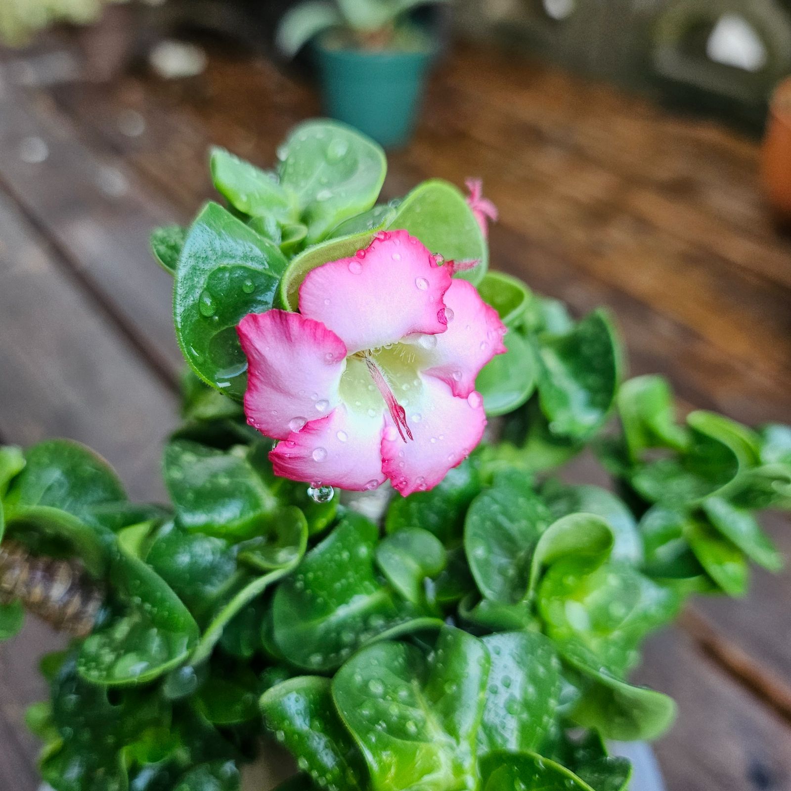 M4《 Adenium Arabicum D.H.A》アデニウム アラビカム 獅子葉