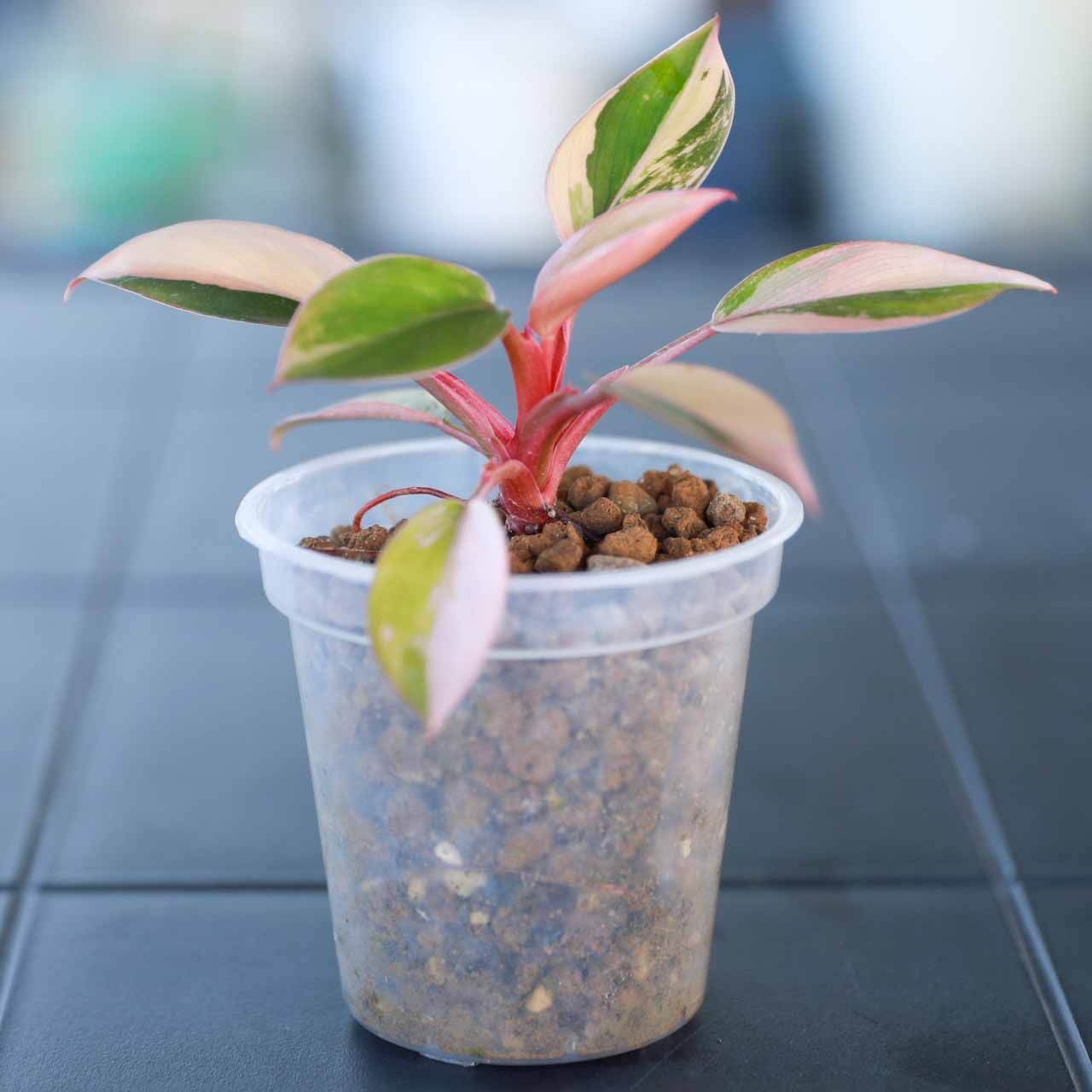 8月末まで】フィロデンドロン レッドコンゴ Philodendron Red Congo 