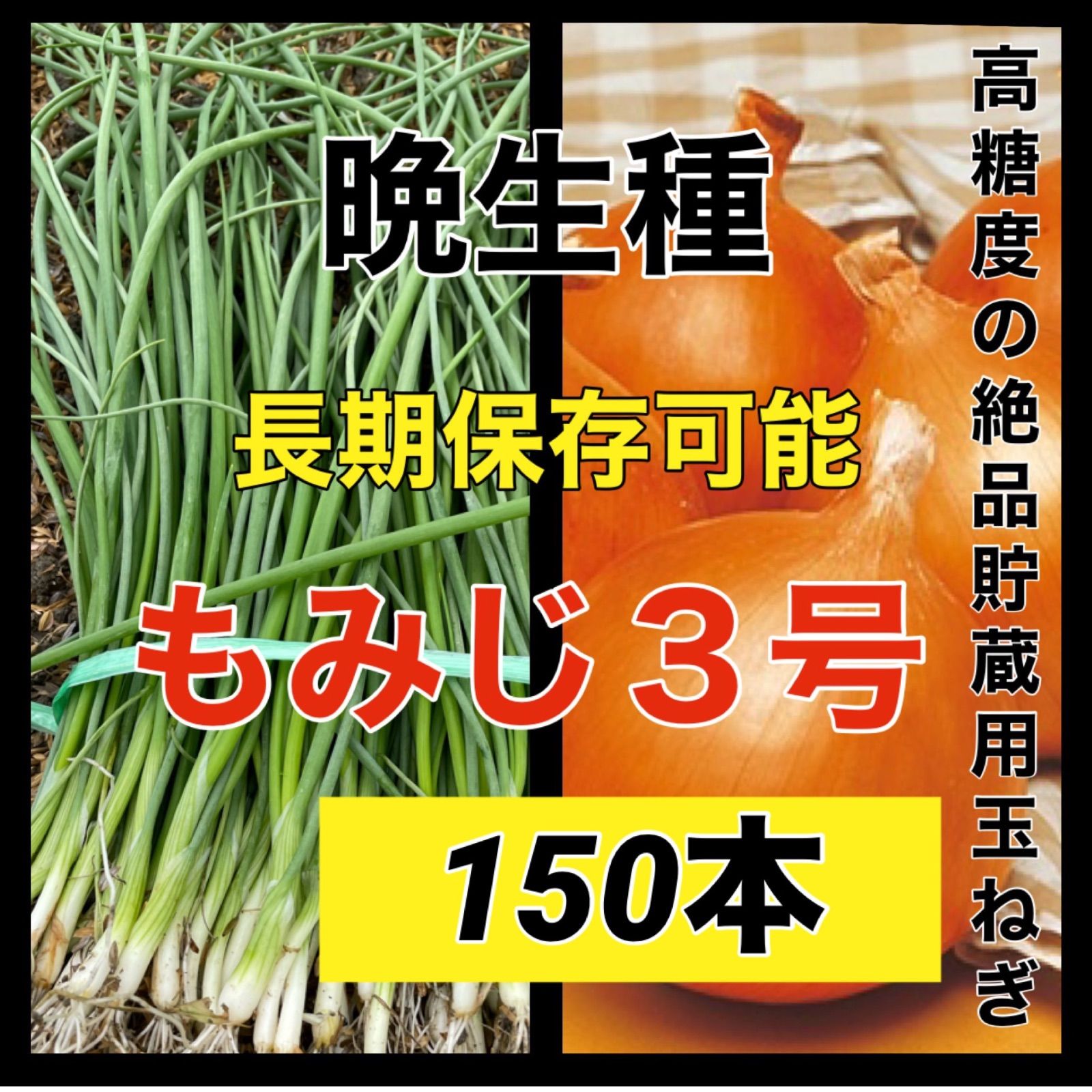 苗の専門店から発送‼️晩生種もみじ3号‼️150本‼️玉ねぎ苗 - メルカリ