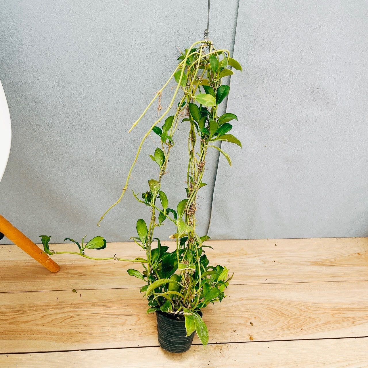 現品］【希少】21番 ホヤ ロザリオオレンジ 観葉植物 吊り下げ