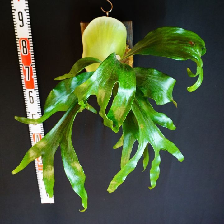 マセラティ　ビカクシダ　M 極美品 Yahoo!オークション - P.Maserati ビカクシダ platycerium