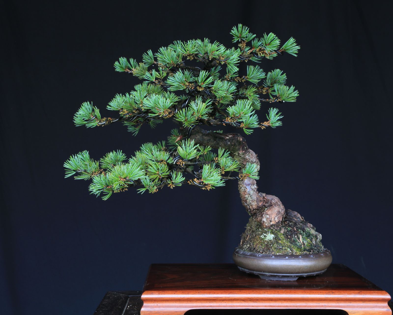 吾妻五葉松 大巓性 ダイテンショウ 文人調 盆栽 樹齢約25年 泰寿園 Online 現品 一点物 松 盆栽 五葉松 松柏 初心者 室内 鑑賞 趣味 卓上盆栽 盆栽鉢 グリーン 和 ギフト プレゼント ミニ盆栽 誕生日 母の日 父の日 敬老の日 記念日 1