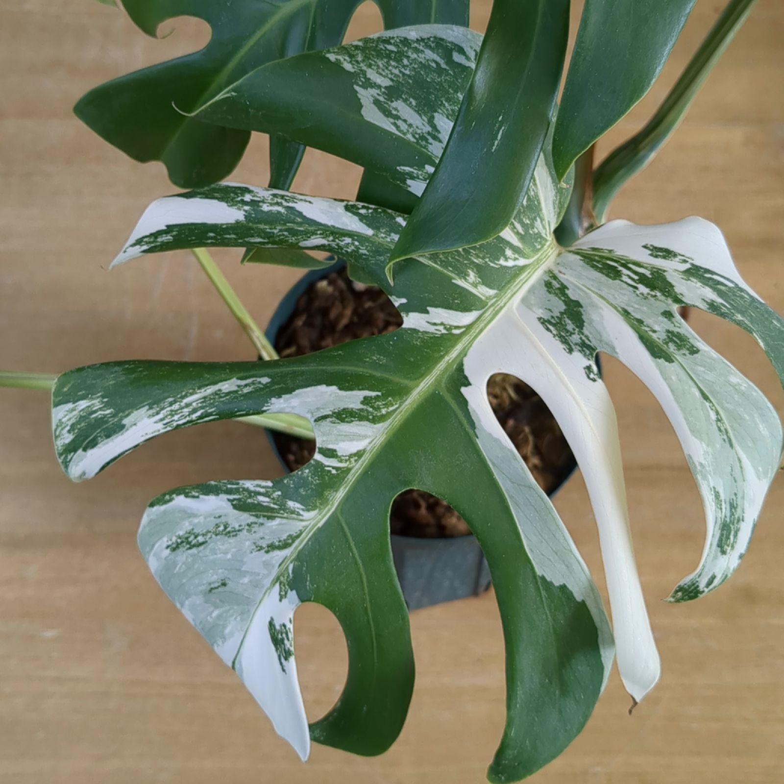モンステラ ホワイトタイガー 【斑入り】鉢のまま発送 B - メルカリ