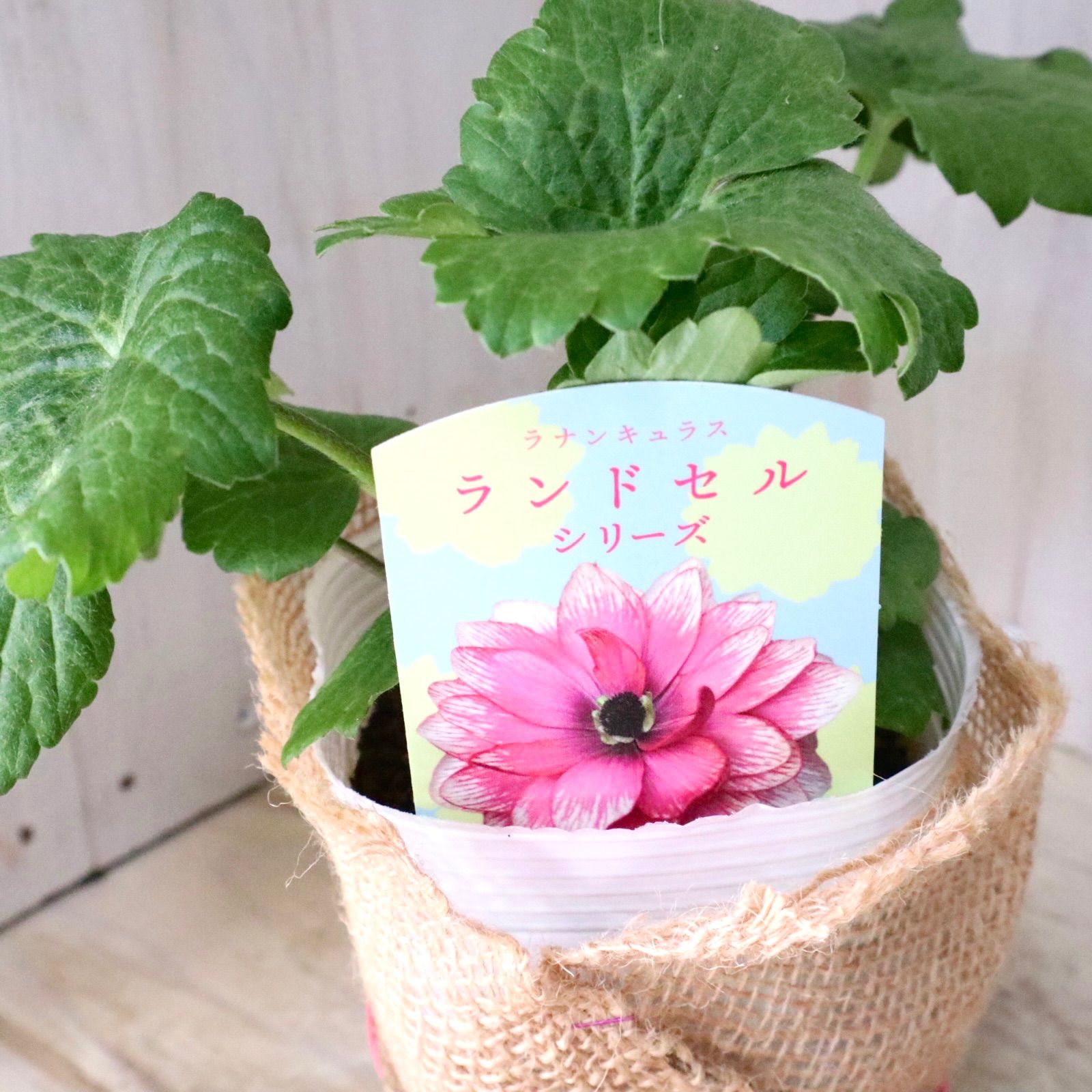 おまかせ♡ランドセルシリーズ♡ラナンキュラス♡ - メルカリ