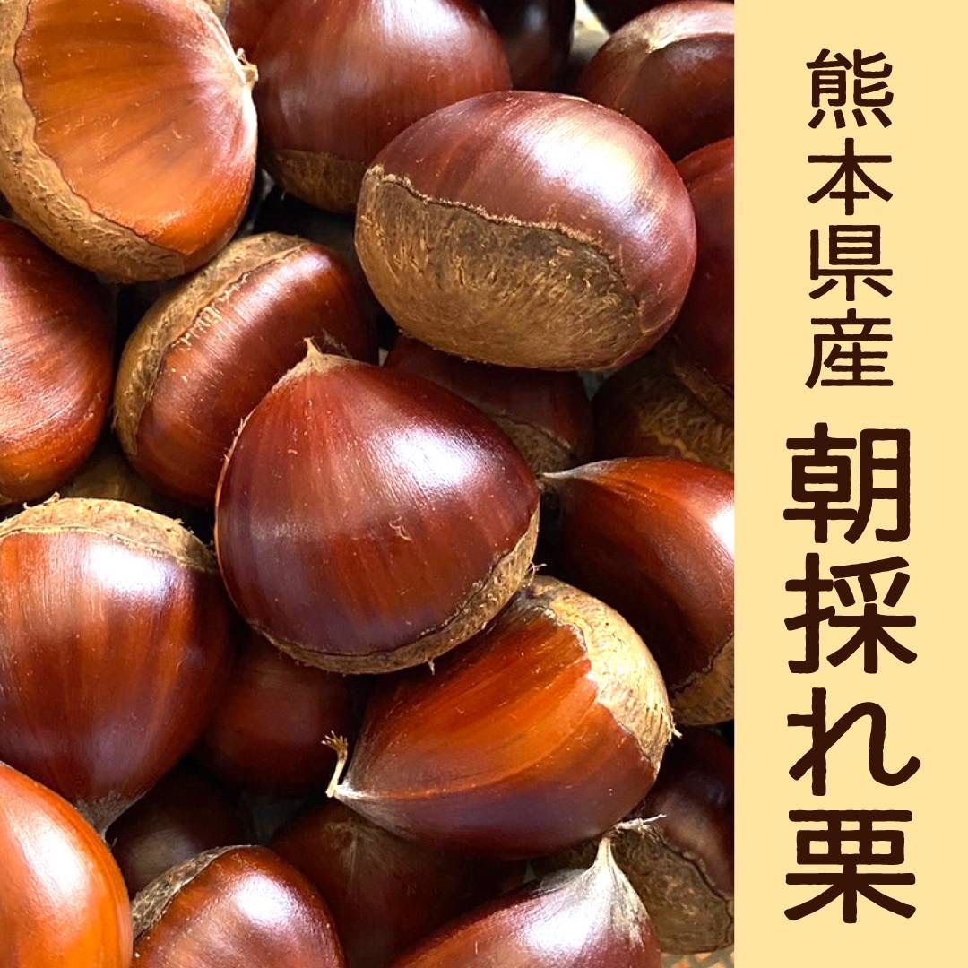 とれたて生栗　熊本県産　完全無農薬　大量10kg 期間限定 熊本県産 栗 生栗 まゆみ農園 10k - メルカリ