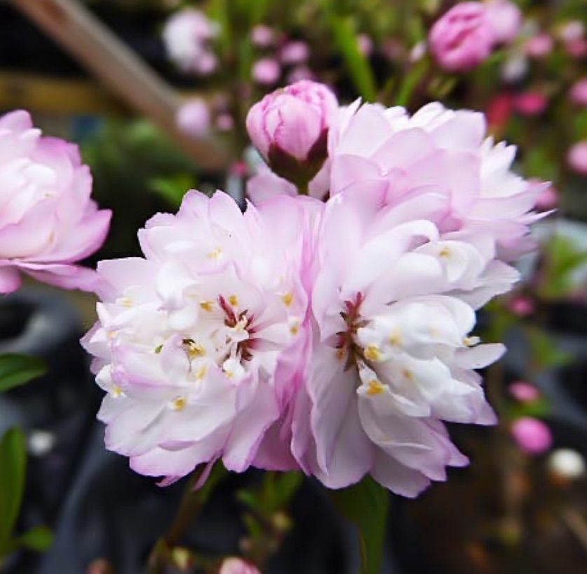 八重咲き 庭桜 ニワザクラ （3.5号）ピンク バラ咲き 植木 庭木 さくら