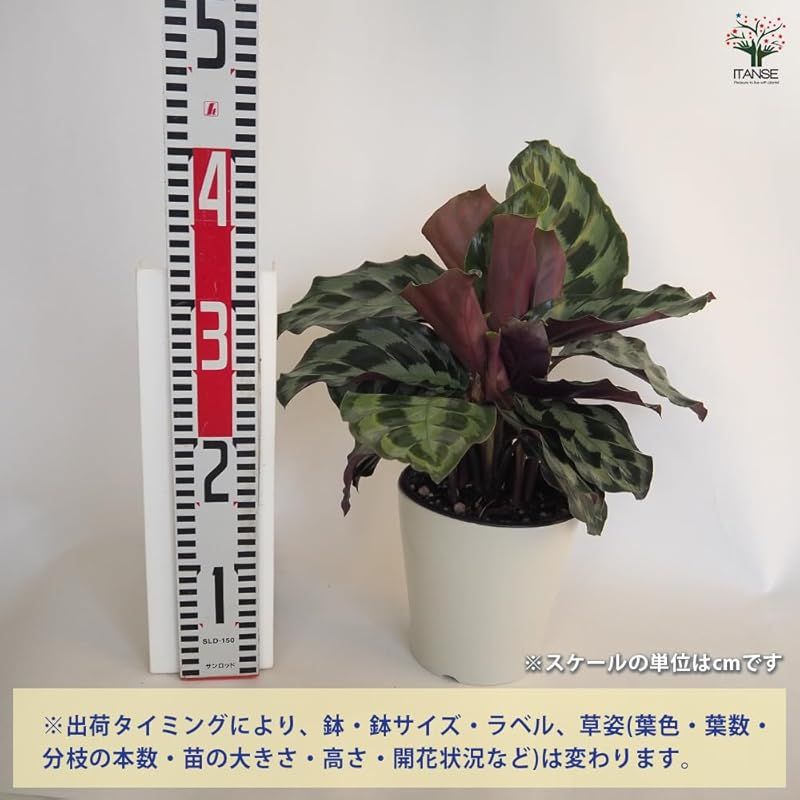 ＩＴＡＮＳＥ カラテア ヘレンケネディ 5号 1個売り 品種で選べる観葉植物 学名 Calathea Helen Kennedy クズウコン科 非耐寒性多年草 原産地 中南米●カラテアの中でも特に美しい葉模様とシックな色合いが特徴です 葉は深い緑 YUZUMIYA_COM