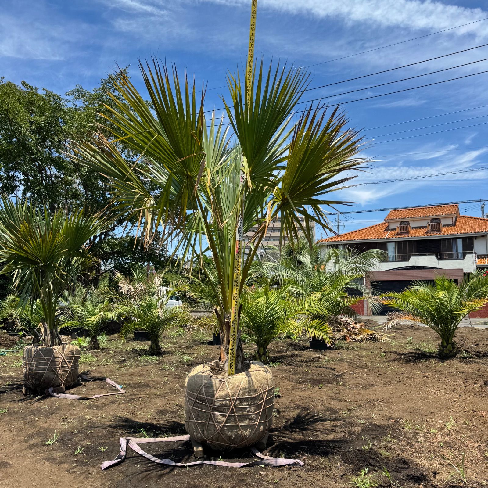 期間限定価格　希少　オニサバル　サバル　カウシアルム　サバルヤシ 希少】サバルヤシ 3m - メルカリ