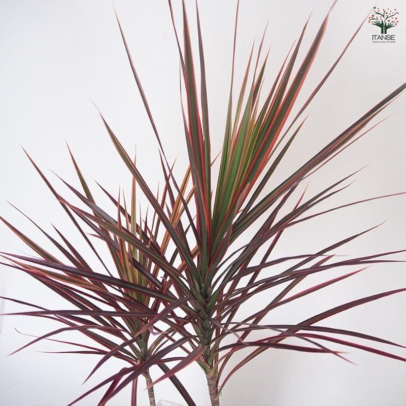 業界最安値に挑戦！！ ＩＴＡＮＳＥ ドラセナ コンシンネ レインボー 7号 1個売り 花木苗 学名 Dracaena concinna Rainbow タイプ リュウケツジュ科 耐陰性 落葉高木 真実の木 幸福の木 葉色とシャープな葉姿の美しさ 赤く美しい葉色が虹のよ 最終値下げスタート！