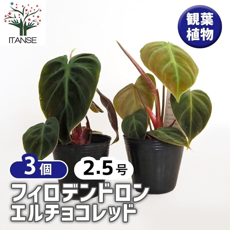 ITANSE フィロデンドロン エルチョコレッド 2.5号 3個セット 観葉植物 学名 Philodendron rubrijuvenile EL Choco Red サトイモ科 非耐寒性常緑多年草 原生地 南米 光の角度によって異なる ベルベットの
