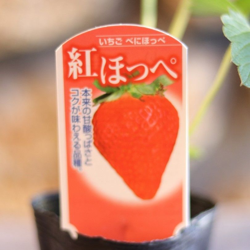 いちご苗紅ほっぺ60個セット　専用出品 いちご・紅ほっぺ| 種・苗・ガーデニング用品の【タキイネット通販】