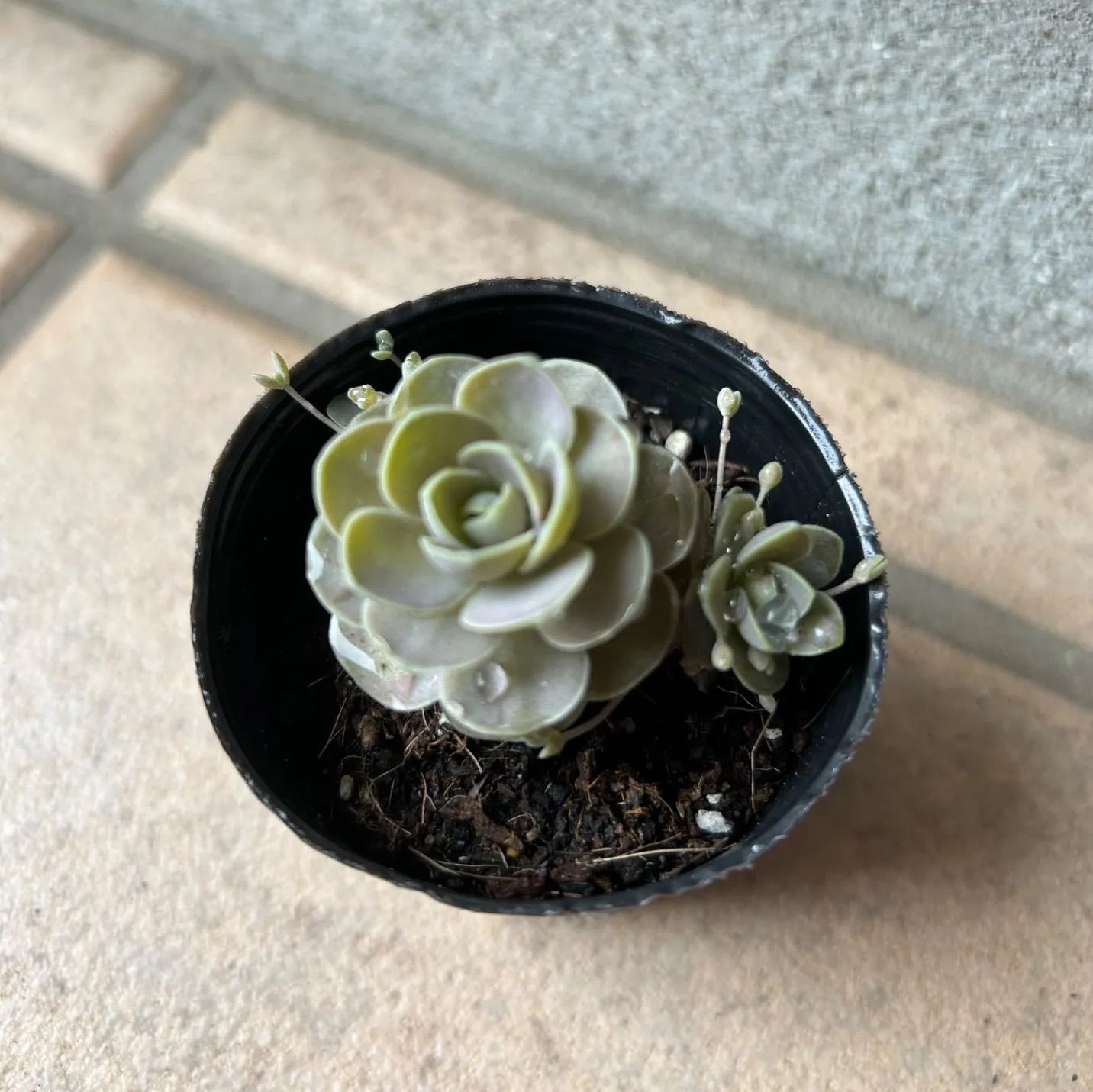 多肉植物 子持ち蓮華 黒ポットごと - メルカリ