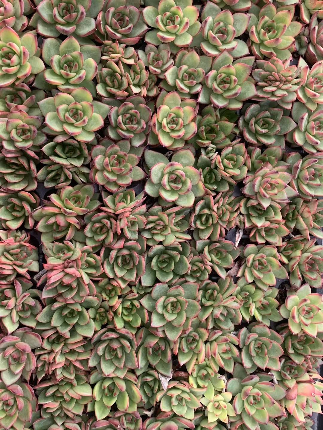 新入荷 ヤキビ C6041×105苗 土付き 多肉植物 詰め合わせ エケベリア