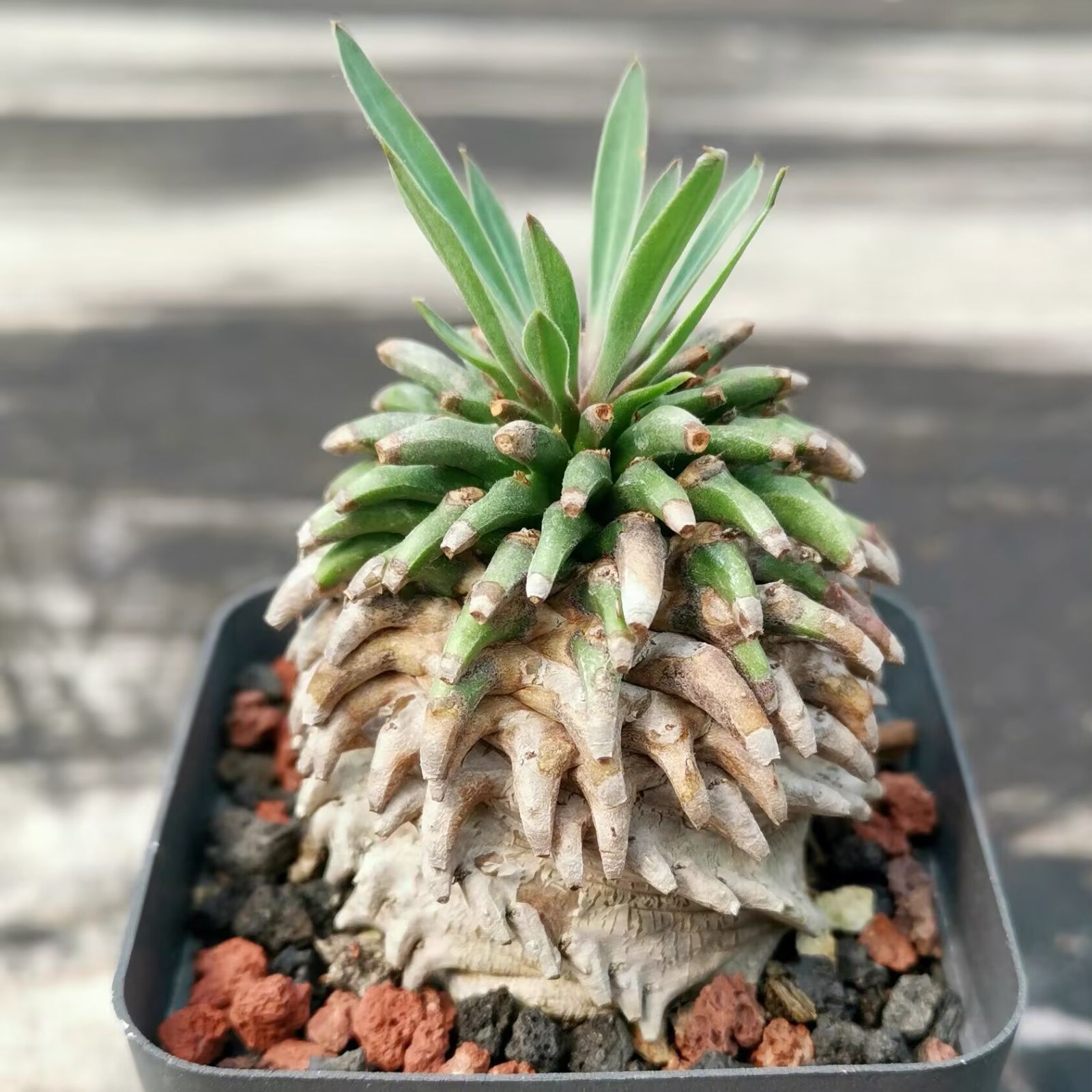 オベ鉄 実生 ユーフォルビア オベサ鉄甲 木質化 カキコ付 オベサ
