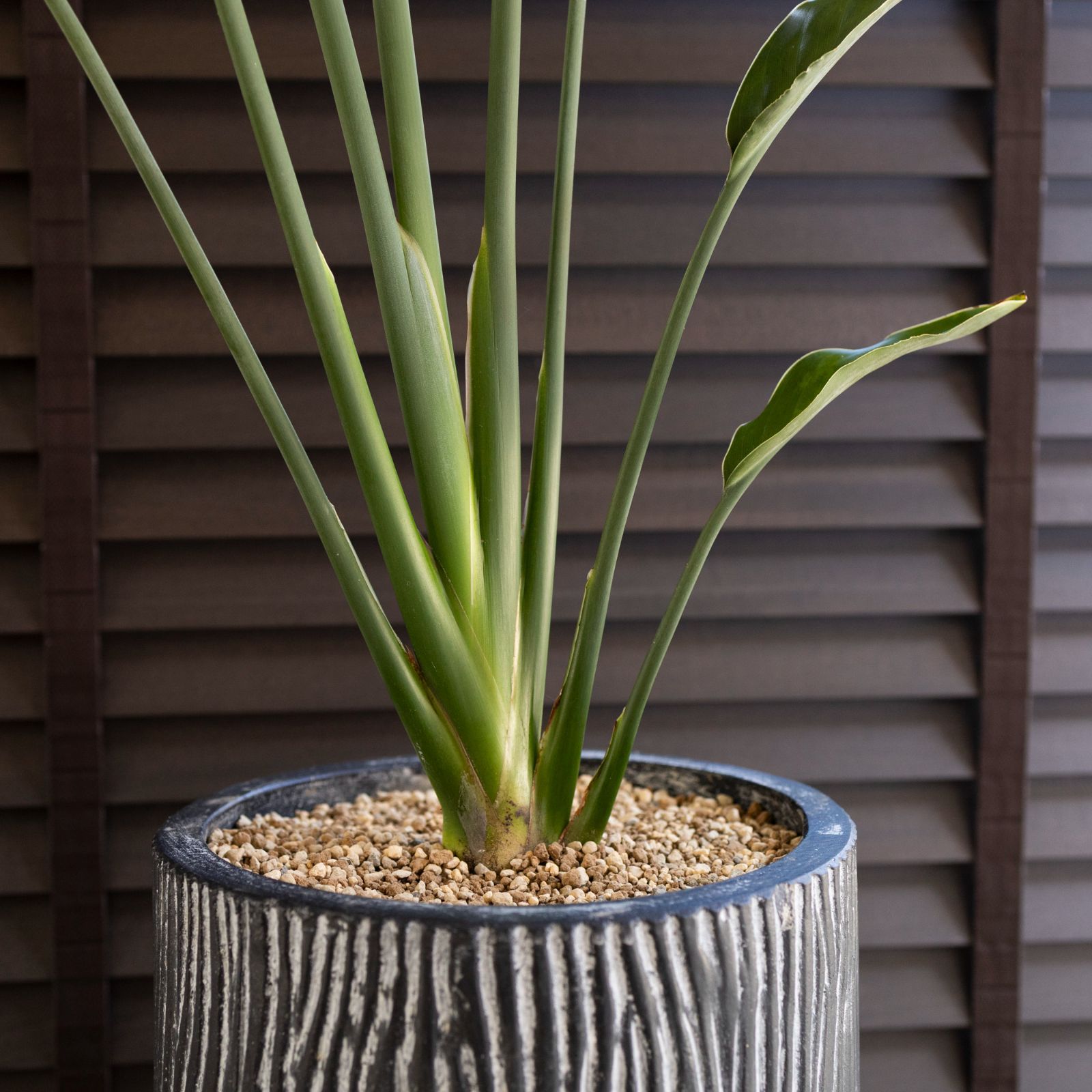 観葉植物 オーガスタ ストレチア ノンリーフ ガーデニング