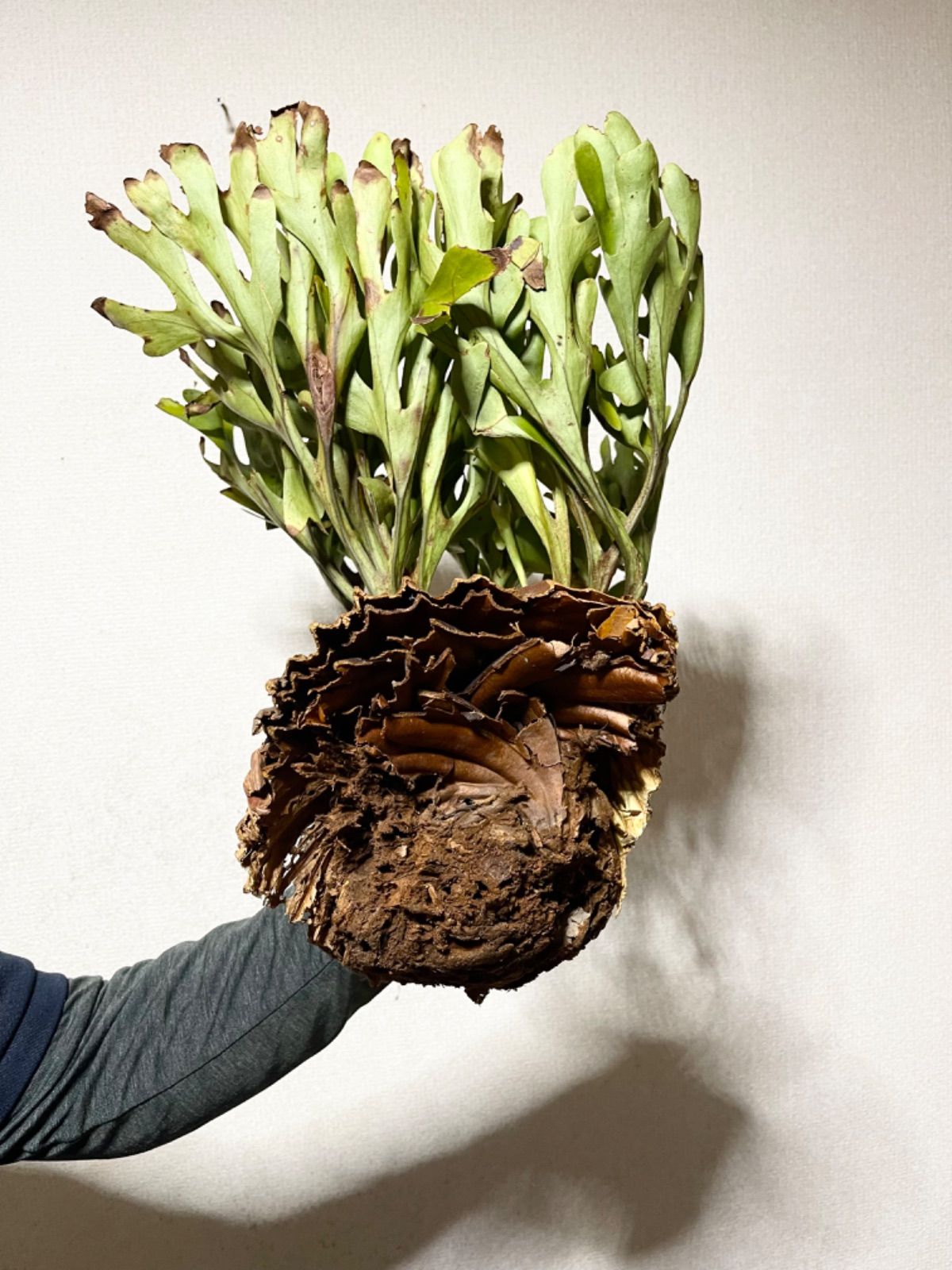 P.ridleyi wild_リドレイ ワイルド◇ ビカクシダ コンパクト仕立て