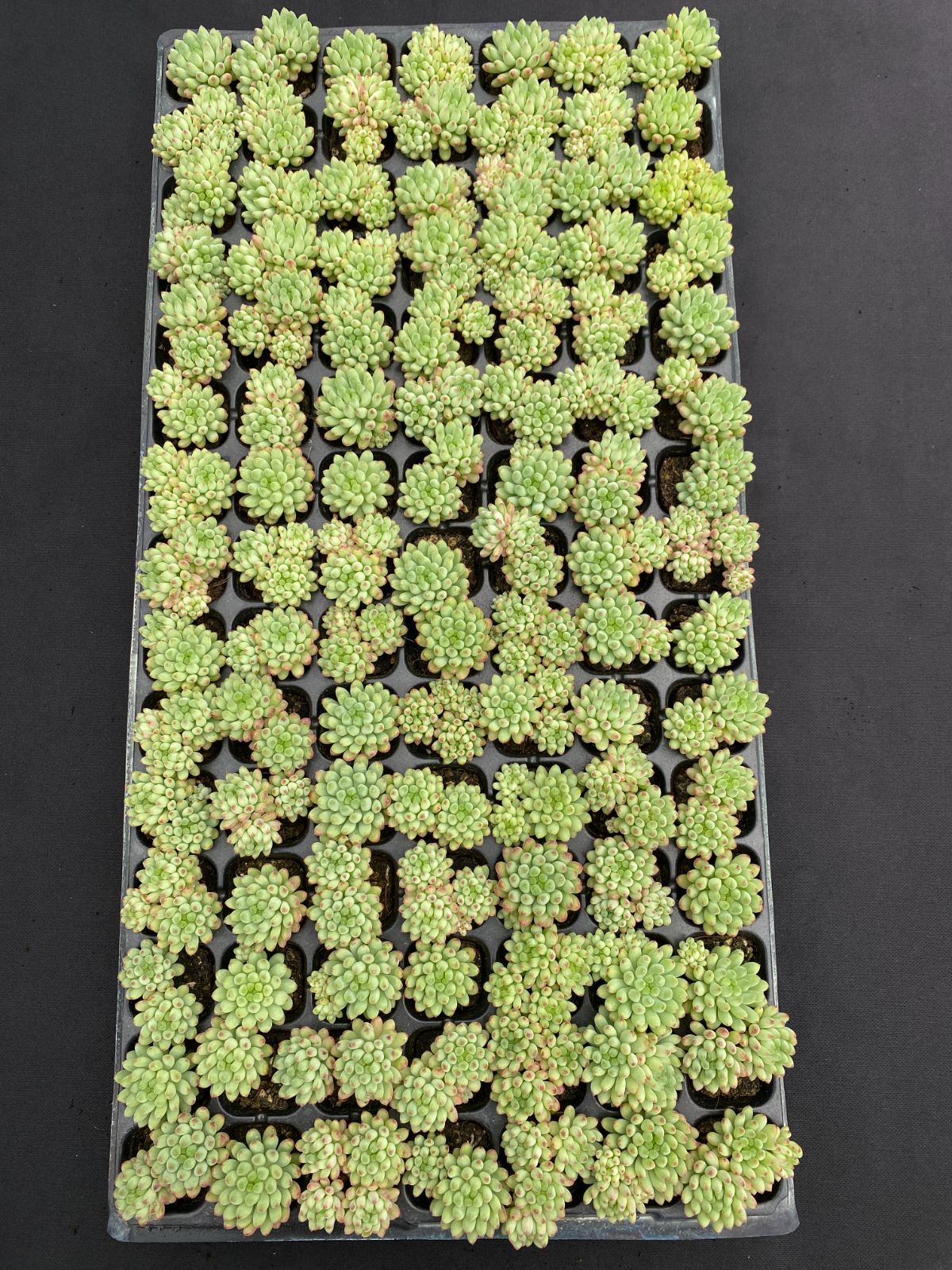 新入荷 花火 XQS117 多肉植物 詰め合わせ エケベリア サボテン 韓国苗