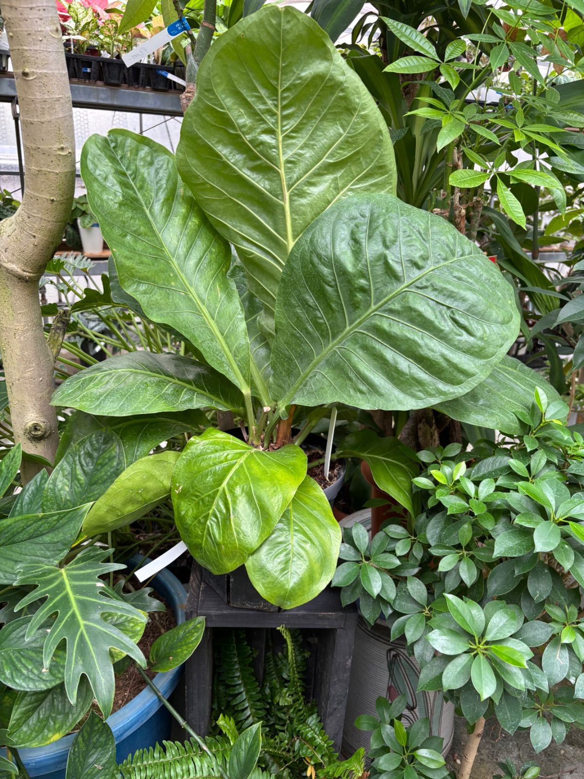 アンスリウム マルバ 7号 ジャングルブッシュ 原種系 観葉植物 大きい