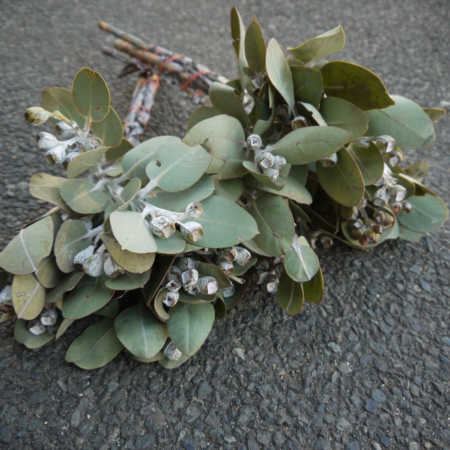 1.テトラゴナナッツ フレッシュ生花 ユーカリ 1.テトラゴナナッツ