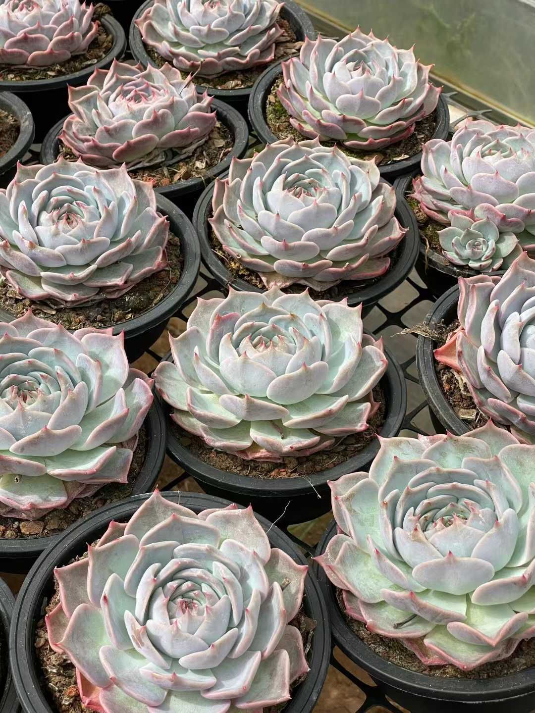 70株の抜き苗セット】粉月影 多肉植物 佐川急便発送 エケベリア