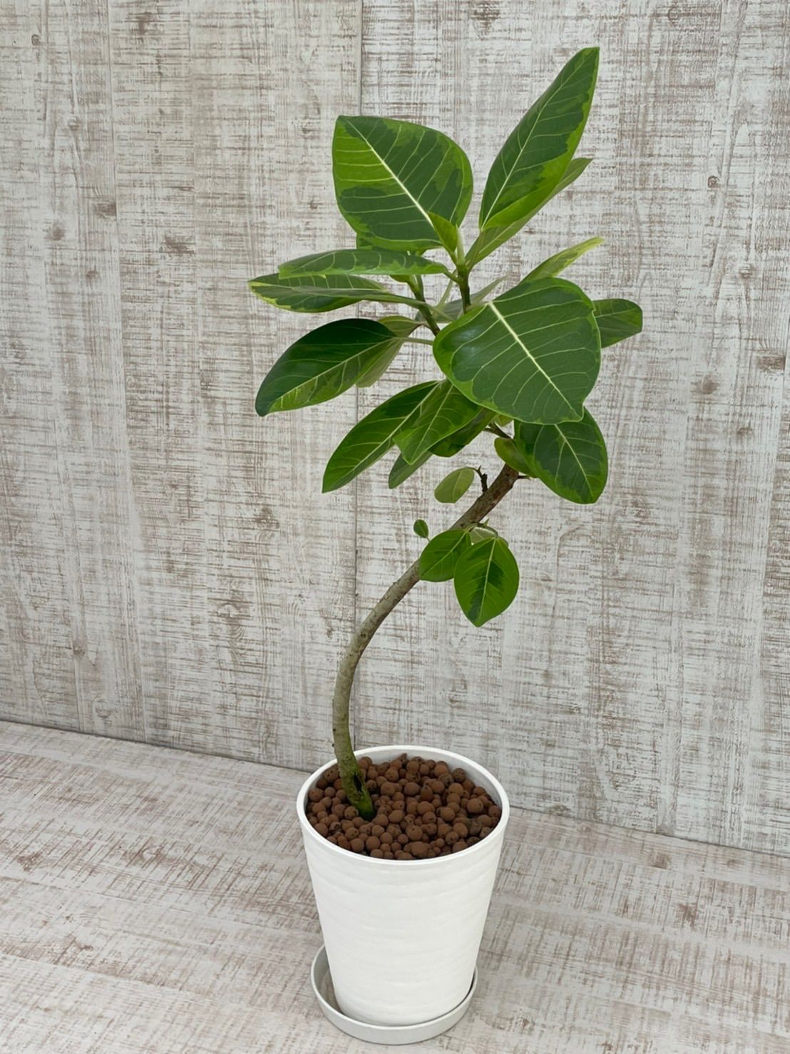 メルカリshops 観葉植物 フィカス アルテシマ スマートな曲がり樹形