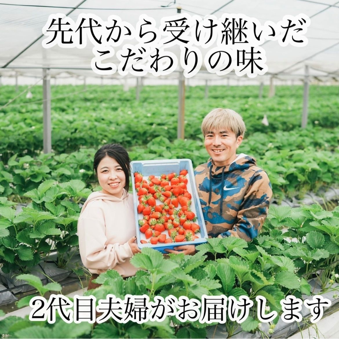 ②箱【複数割引】大粒  愛媛県産新鮮朝採りいちご