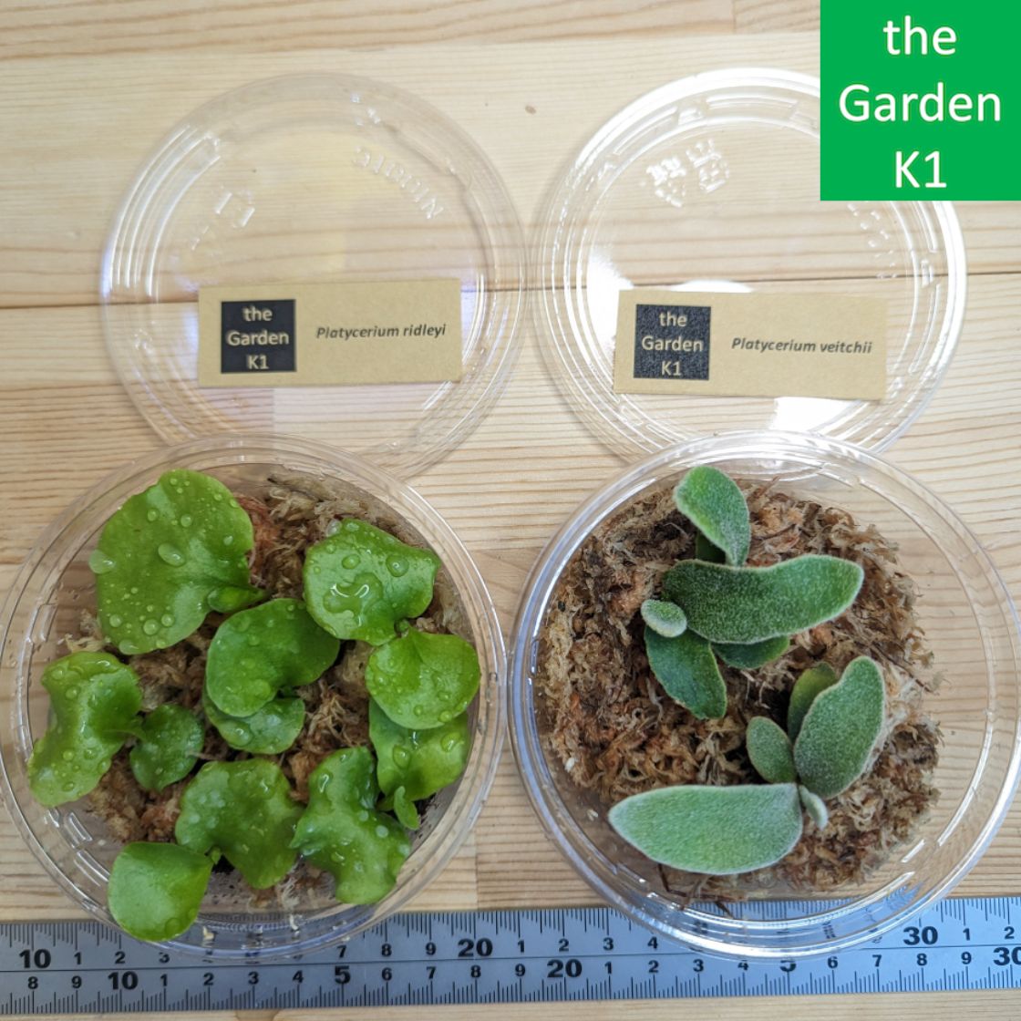 リドレイ 幼苗 6セット タッパーごと発送 大量セット ビカクシダ