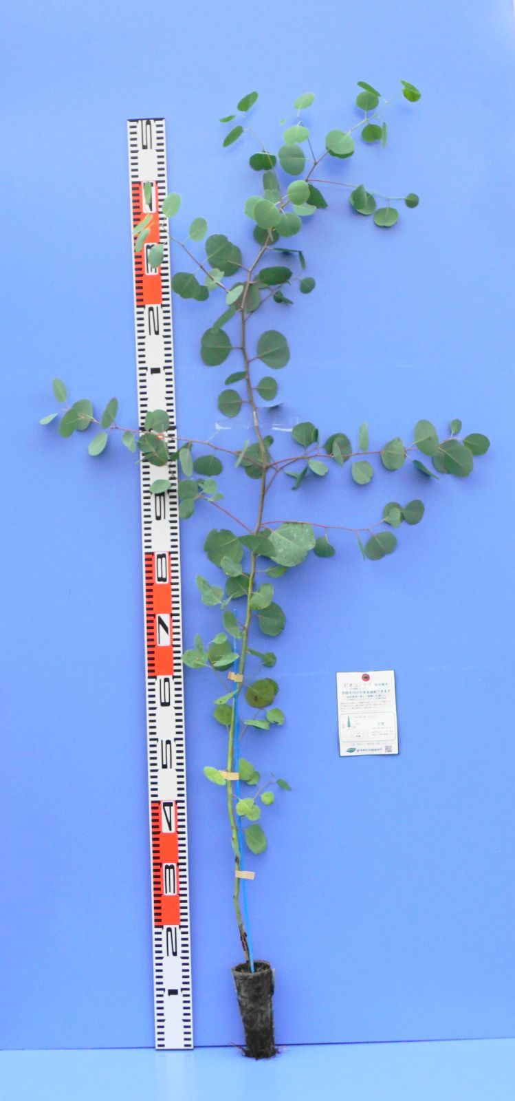 ヒロアカ オーバーホール 治崎廻 缶バッジ153個セット ヒロアカ オーバーホール 治崎廻 缶バッジ153個セット 2025年最新】治