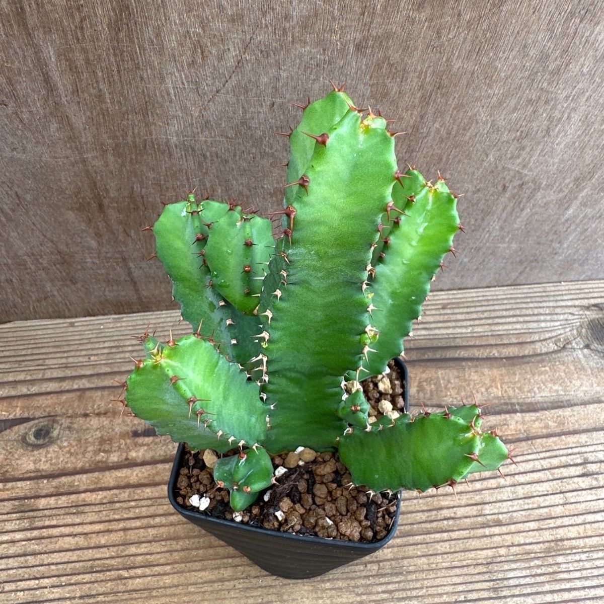 ユーフォルビア5種セット Euphorbia 現品 観葉植物 観葉 植物 珍奇