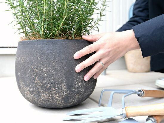 鉢植え