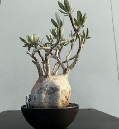 パキポディウム　グラキリス　まん丸型　鉢付き　塊根植物 我が家の塊根植物🪴 パキポディウムグラキリス ベアルート株